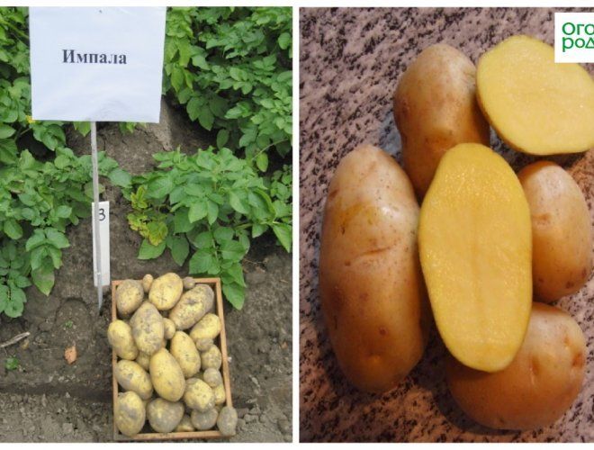 Семена картофеля голландский равдин семен иосифович